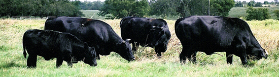 The 2008 Diamond Run cattle herd