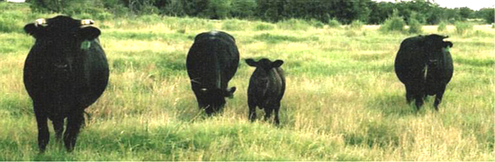 Cattle herd in August, 2008
