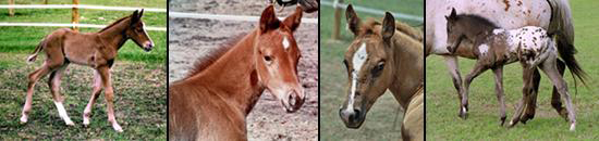 Foals Born At Diamond Run Farm