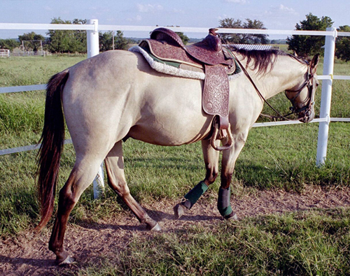 Quincy under saddle