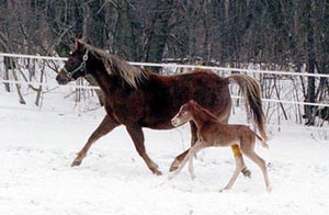 Wendy with newborn filly, Melody Miner