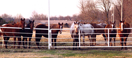 The horses of Diamond Run Farm