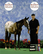 2008 Reichert Appaloosa Celebration Class Winner